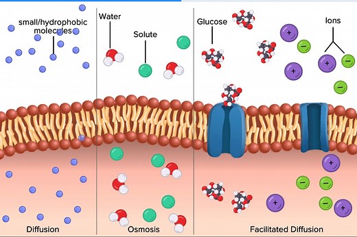 2.3K views · 65 reactions | Can you explain how diffusion, osmosis, and facilitated diffusion differ from one another? In this interactive from our Biology for High School FlexBook® 2.0, students discover passive transport processes and learn all about how molecules can pass through cell membranes without requiring cellular energy. Take a look: https://bit.ly/3AkMPRd | CK-12 Foundation | Facebook