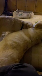 23 reactions | This little 3 month old pup is being raised using our...