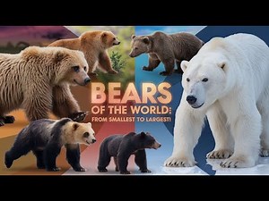 🐻 The Incredible Range and Diversity of Bears 🐻