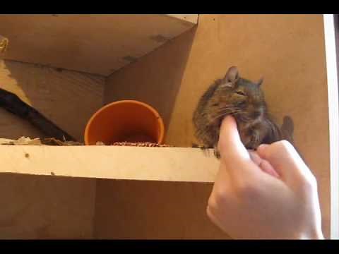 Degus As Pets