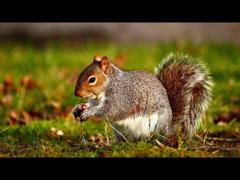 Mammalian Body Systems