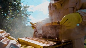 HoneyPlusCo | 100% Natural Raw Unfiltered Honeycomb - Sage (12 Oz)