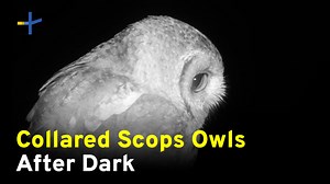 12K views · 2.6K reactions | Collared Scops Owls are a native Taiwan raptor species. Researchers use infrared cameras to research the natural behaviors of these nocturnal birds. In collaboration with 屏科大鳥類生態研究室 NPUST Bird Ecology Lab | TaiwanPlus News | Facebook