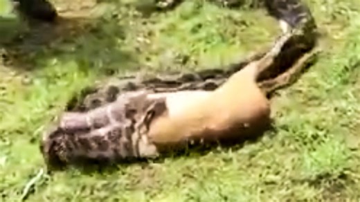 Python verschlingt Reh in Sekunden – das steckt hinter dem unglaublichen Video
