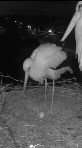 Storks Mom lays first egg #storks #whitestork #egg #birds #nest
