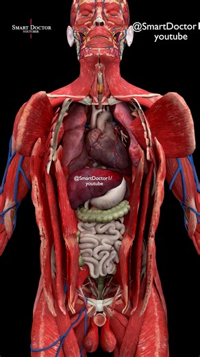 Smart Doctor Ultra on Instagram: "Inside the Human Body — A Mind-Blowing 3D Reveal 🔥 . . Step inside the human body like never before. This 3D animation reveals every major system layer by layer — the beating heart, the expanding lungs, the liver, stomach, and intestines, all protected by a complex network of muscles, vessels, and nerves. Watch how each organ sits perfectly in place, how the diaphragm separates the chest from the abdomen, how arteries and veins spread like a living map, and how