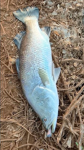 Today’s Catch 🔥 Monster Barramundi on Lure Fishing 🎣 #fishing