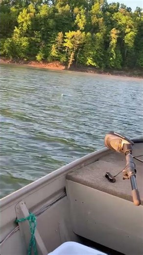 Chasing down catfish noodles on cave run lake