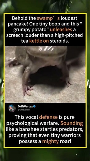 This Frog Sounds Like a Tea Kettle! 😱 The World's Angriest Pancake! #Shorts #Wildlife#ScreamingFrog