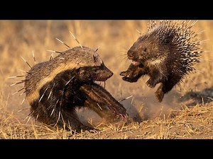 "Honey Badger vs Porcupine – Brutal Fight You Won’t Believe! Full Savage Battle in the Wild"