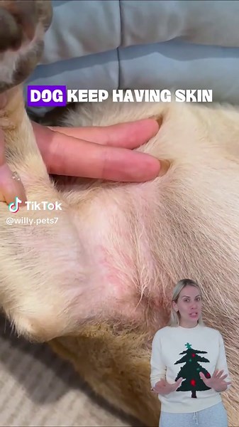 Natural Remedies for Pet Skin Flare-Ups