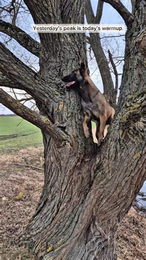 Beating Yesterday - Malinois Sisters