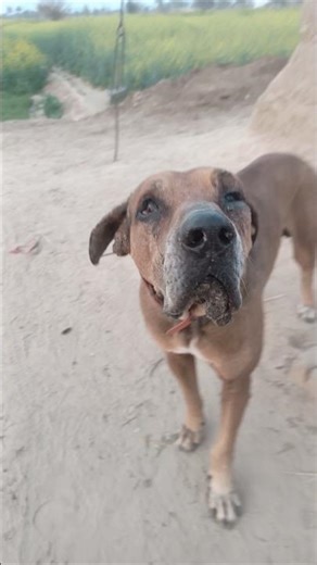 best fighter bully dog