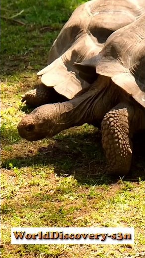 Titanoboa: The Snake That Ruled the Swamps