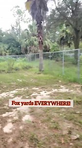 9.2K views · 896 reactions | SAVEAFOX South progress | Saveafox Corporation | Facebook