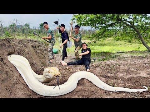 3 Brave Experts Rescue Girl from Giant White Python by Hand