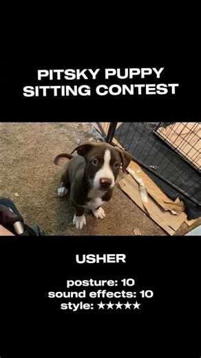 A PSA that learning speeds vary among siblings #fosterpuppies #puppy #dogshorts #cute