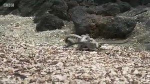 Epic BBC footage of a pack of Snakes chasing a lizard. | Rob Paxevanos