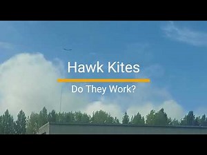 BTP Bird Scaring Hawk Kite