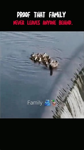 cute Family #family #animals #kindness