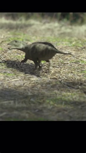 In Late Cretaceous Romania, Hatzegopteryx ruled the skies over an island filled with unusual species. With an estimated wingspan of 10 to 12 meters (33 to 40 feet), it was one of the largest flying animals ever known. Its mating behavior remains unknown, though scientists think visual displays, crest movements, and control over food resources may have been part of courtship, similar to some modern birds. Tethyshadros, a smaller hadrosaur from nearby Italy, lived during the same period but in a d
