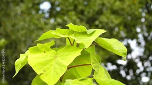 Paulownia tomentosa, common names princess tree, empress tree, or foxglove-tree, is deciduous hardwood tree in family Paulowniaceae, native to central and western China.