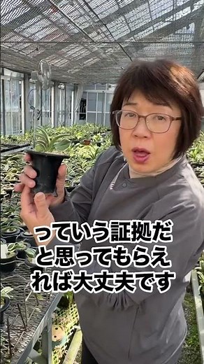 Did a strange pattern appear on your precious evergreen?! #Omoto #Plants #How to Grow