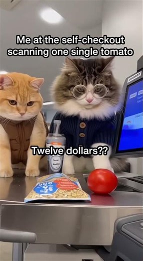 Current Mood: Gas Prices, PSL, & Pure Feline Despair! (The American Dream Cat Meme) #cat #funny