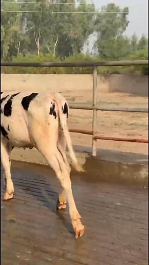 64K views · 2.1K reactions | Pedigree & vaccinated Female heifer available for sale Age are 4 month with good body weight All pedigree available Come first to get first 03042928053 whatsapp us #captain #captaindairynutrition #captaindairyfarm #neutrasutical #BypassFat #captaindairy #FarmersSuccess #animalhealth #dairy #captainamerica | Captain Dairy Farm | Facebook