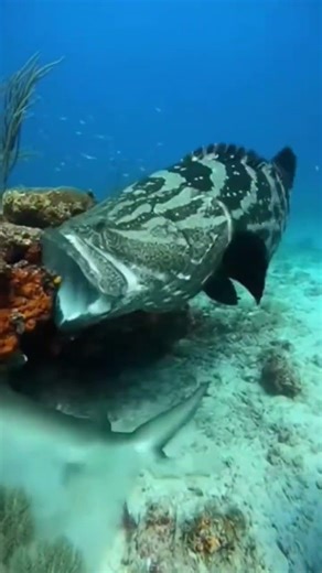 Pertarungan Ikan Predator😱