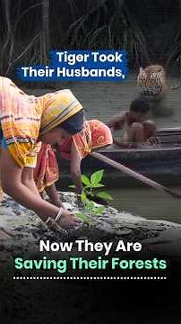 1 Lakh Mangroves | How Tiger Widows Are Saving the Sundarbans