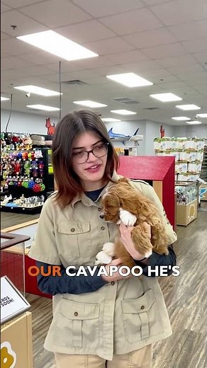 Meet Dusty! 🐾 Sierra’s Favorite 10-Week-Old Cavapoo Puppy 🐶 | Petland Alpharetta