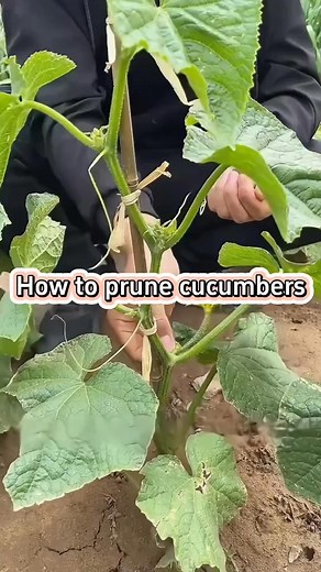 How to prune cucumbers? #garden #gardening #gardening101 #gardentok #gardeninghacks #gardeningtips #plant #plants #planttiktok #PlantTok #plantlover #planting #planttips #farm #farmlife #farmtok #farmer #agriculture #agricultura | My Own Garden