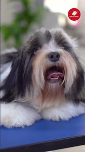 ✨ Transformation of a Lhasa Apso with Baby Grooming!! 😻🛁✂️❤️ | Fluffy Touch