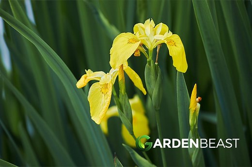 Iris Pseudacorus Guide: How to Grow & Care for “Yellow Flag Iris”