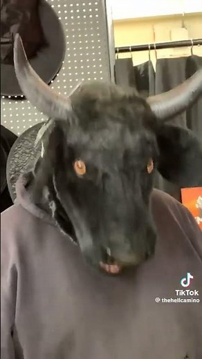 It's a cow farm... THERE'S GONNA BE COWS OUTSIDE #funny #comedy