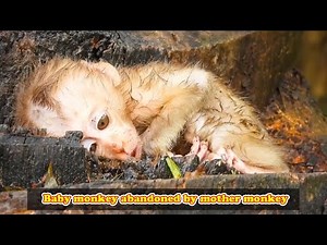 The little monkey was abandoned, it looked so sad and pitiful.