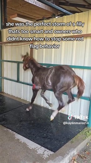 Extremely Dangerous Baby Horse