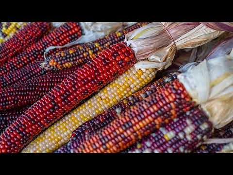 About Indian Corn