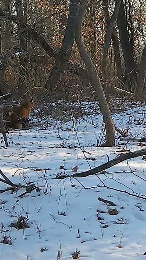 Foxes Jumping and Playing in the Snow! (4K)
