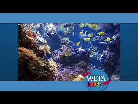 WETA Kids ID: Underwater (2000-06 | Recreation)