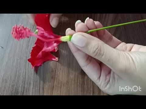 Dissection of Hibiscus 🌺 Flower to study it's floral parts in detail.( School Practical) #biology