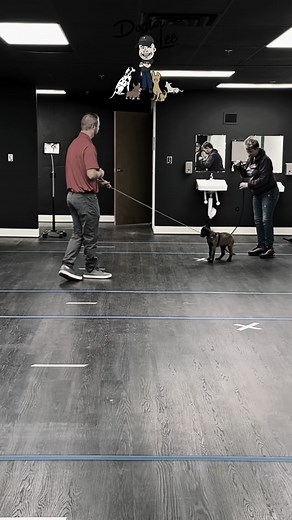 2.8K views · 117 reactions | Zena, a tiny Belgian Malenois puppy learns how to walk on the leash without freezing or pancaking. You can use more or less praise as needed for this drill. Generally speaking, you can do this technique with any leash, collar, or harness. Follow me for more transformations, tips, and ask me your dog questions! #belgianmalinois #belgianmalinoispuppies #dogtraining #dogtrainer | Lee's Dog Training | Facebook