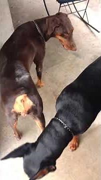 Perros Doberman (Apareamiento)