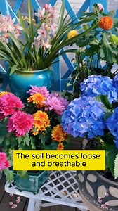 4.5K views · 67 reactions | Easy Flower Growing Tips #backyardgardening #gardeninglife #vegetablegardening #vegetablegarden #gardeningtips #gardeninglove #organicgardening #gardensofinstagram #gardenideas #urbangardening #gardeningistherapy #gardeninggoals #homegardening #gardeninspiration #lovegardening #gardeningisfun #countrygarden #veggiegarden #happygardening | Garden For Life | Facebook