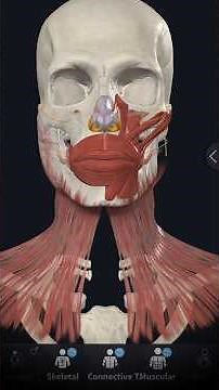 Facial expression muscles | The upper lips, lower lips, and the oral opening muscles. #anatomy#short