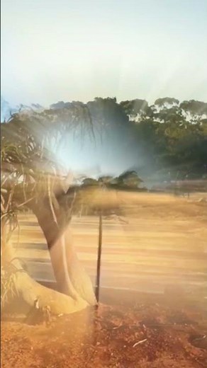 Melbourne Zoo full tour