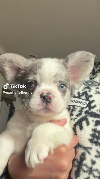 Discover the Cuteness of Fluffy French Bulldogs