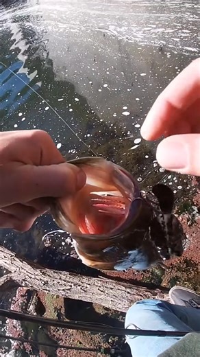 Not a giant but we will definitely take it after a long day of no bites!! The frog plopper bubblin toad gets it done again!! This guy is almost half the size of the last one but still p_000 #fishingadventures #fishingnerd #fishinglife #fishing #fishingislife | Weekend River Trips | Facebook
