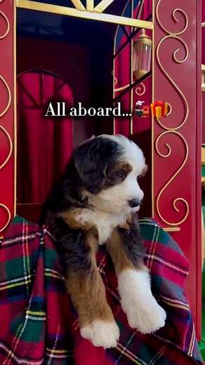 All aboard The Cuteness Express!🚂❤️ #Bernedoodle #BernedoodlesOfInstagram #BernedoodlePuppy #MiniBernedoodle #BernedoodleLove #BernedoodleLife #BernedoodleNation #BernedoodleFamily #BernedoodleWorld #BernedoodleDaily #ViralPuppy #PetReels #PuppyOfTheDay #FurryFeature #DogsOfTheWorld #DoodleLove #Dogstagram #PetInfluencer #PuppyObsessed #PupTastic | Doodle Puppies For Adoption